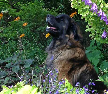 Bamse in the Garden