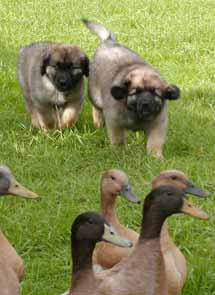 herding puppies