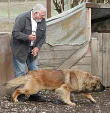 Herding Leos